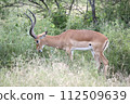 Gazelle eating grass 112509639