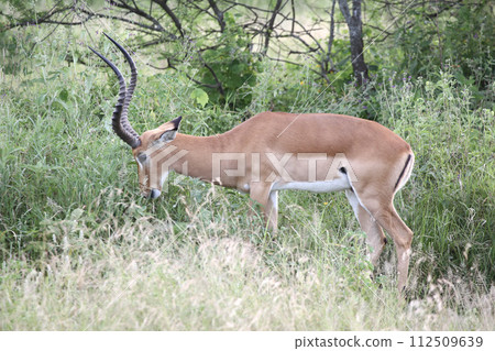 Gazelle eating grass 112509639
