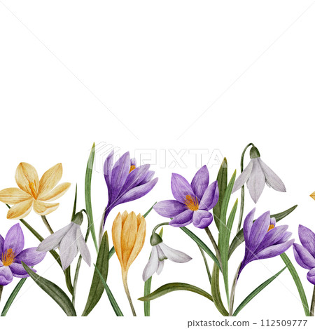crocus and snowdrop flower seamless horizontal border, watercolor art, isolated spring clipart. Hand drawn botanical illustration. Elements for cards, logos, prints, wedding design 112509777