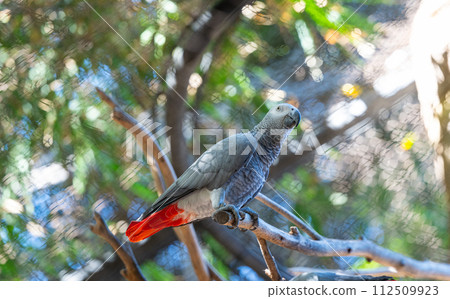 parrot in a park parrot in a park 112509923