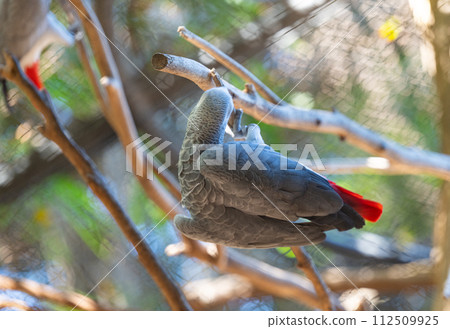 parrot in a park parrot in a park 112509925