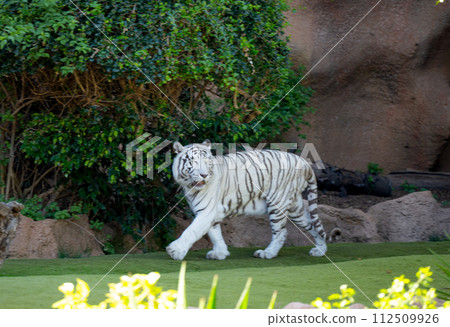 white tiger in a park 112509926