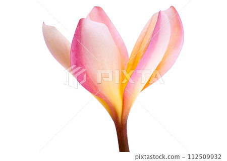 frangipani isolated 112509932