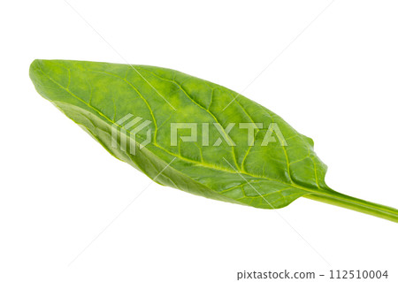 lettuce leaf mix isolated lettuce leaf mix isolated 112510004