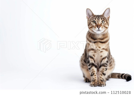 Cute cat on white studio background 112510028