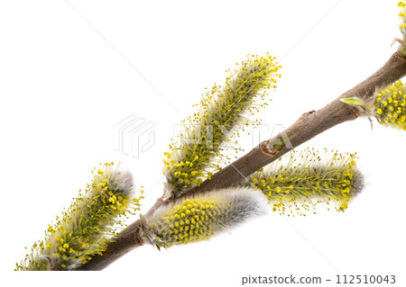 willow isolated 112510043