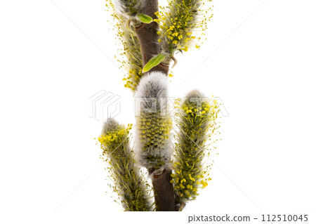 willow isolated 112510045