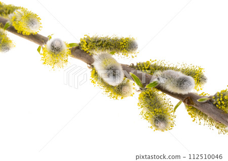 willow isolated willow isolated 112510046