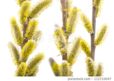 willow isolated 112510047
