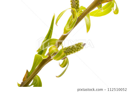 willow branch isolated 112510052