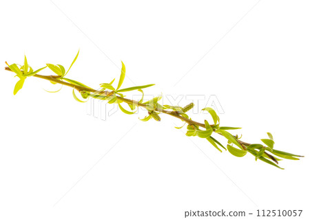 willow branch isolated 112510057