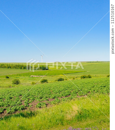 Green potato field and sky. Vertical photo 112510167