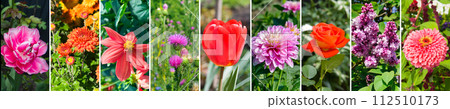 Collage of photos of garden flowers. Wide photo. 112510173