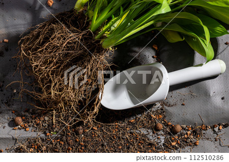 A white gardening tool is sitting on top of a pile of dirt and plant roots A white gardening tool is sitting on top of a pile of dirt and plant roots 112510286
