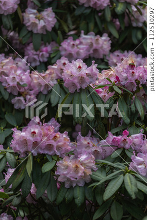 A bunch of pink flowers are blooming on a bush A bunch of pink flowers are blooming on a bush 112510297