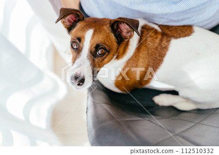 Portrait of cute dog jack Russell terrier lying on chair next to his unrecognizable female owner. Companion, household pet, 112510332