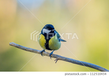 The Great tit - Parus major The Great tit - Parus major 112510434
