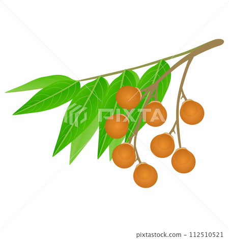 Sapindus soap tree fruits with leaves on a white background. Sapindus soap tree fruits with leaves on a white background. 112510521