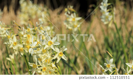 白色的水仙花 白色的水仙花 112510551