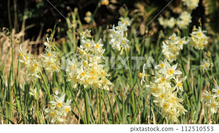 White daffodils White daffodils 112510553