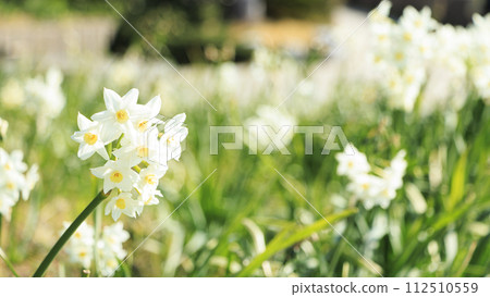 White daffodils White daffodils 112510559