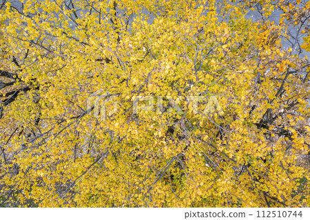 autumn tree with yellow leaves 112510744