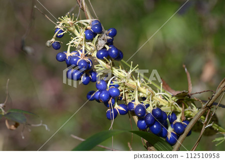 Nosilan水果 112510958