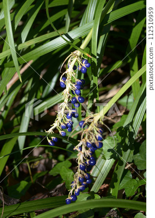 Nosilan fruit 112510959