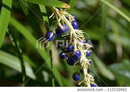 Nosilan水果 112510962