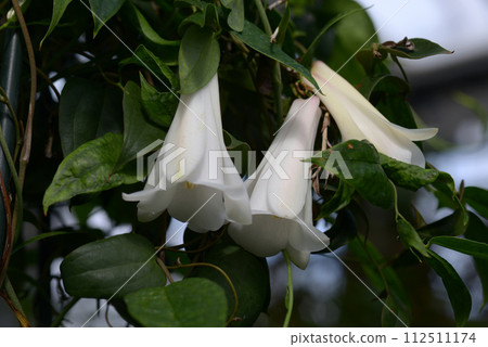 white camellia japonica 112511174