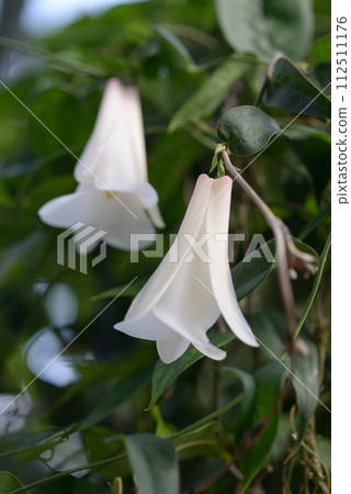 white camellia japonica 112511176