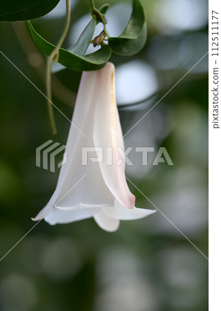 white camellia japonica 112511177