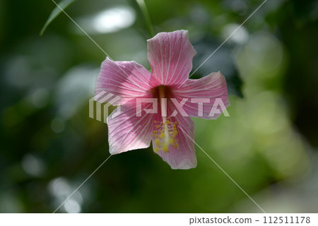 Pink hibiscus Pink hibiscus 112511178