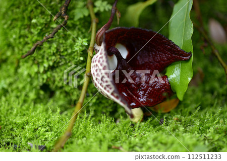 Aristrokia · Salva Drensis 112511233