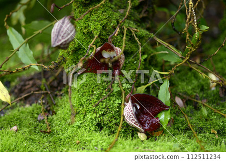 Aristrokia · Salva Drensis Aristrokia · Salva Drensis 112511234
