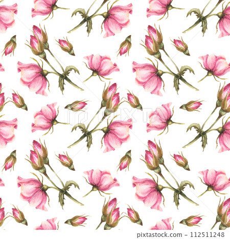 Watercolor pink wild rose hip branch with buds, flowers and leaves, dog or brier rose im bloom. Botanical floral seamless pattern for fabric print. Hand drawn illustration isolated white background. 112511248