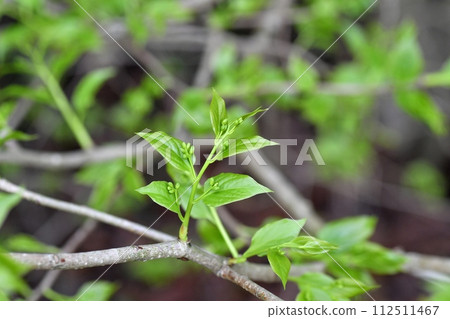 破爛的樹花蕾 破爛的樹花蕾 112511467