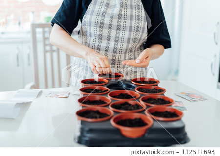 Close up woman planting seeds in pots at home kitchen. Preparing for new kitchen garden season. Sowing seeds. Urban farming lifestyle. Growing organic vegetables in green house. Soft selective focus. Close up woman planting seeds in pots at home kitchen. Preparing for new kitchen garden season. Sowing seeds. Urban farming lifestyle. Growing organic vegetables in green house. Soft selective focus. 112511693