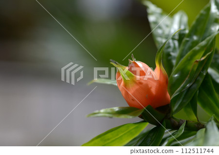 Freyquinia Murifuforora 112511744