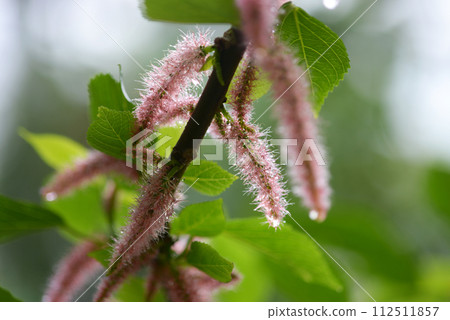 Benihimonoki 112511857