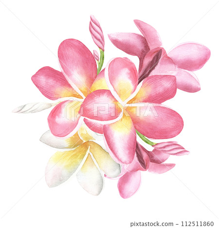Plumeria or Frangipani or Temple tree flower. Close up single pink-red flowers isolated on white background. watercolor hand drawn illustration. For textile, wallpaper, cosmetics design. Plumeria or Frangipani or Temple tree flower. Close up single pink-red flowers isolated on white background. watercolor hand drawn illustration. For textile, wallpaper, cosmetics design. 112511860