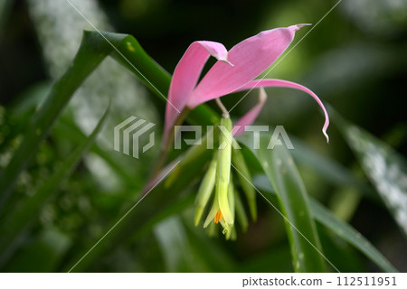 圖圖·阿納納斯 圖圖·阿納納斯 112511951