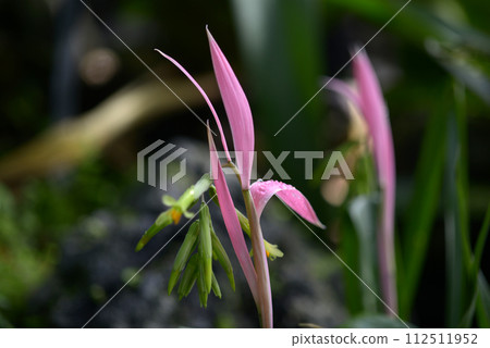 Tutu Ananas 112511952