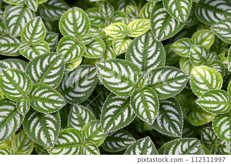 Pilea leaf pattern 112511997