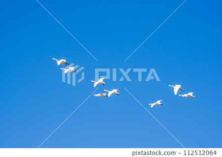 天鵝在天空中翩翩起舞 天鵝在天空中翩翩起舞 112512064