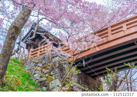 Cherry Blossoms	 112512317