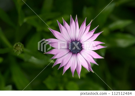 藍眼菊 藍眼菊 112512484