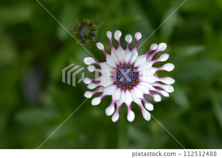 Osteoporum 112512488