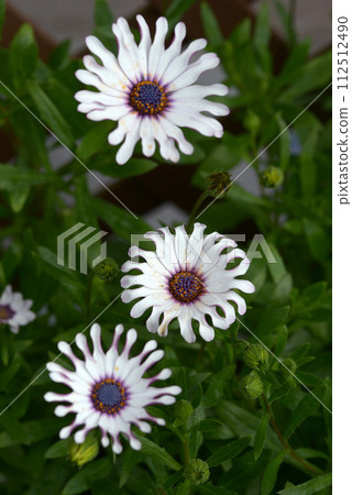 Osteoporum 112512490