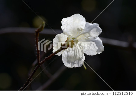 杜鵑花 杜鵑花 杜鵑花 杜鵑花 112512510